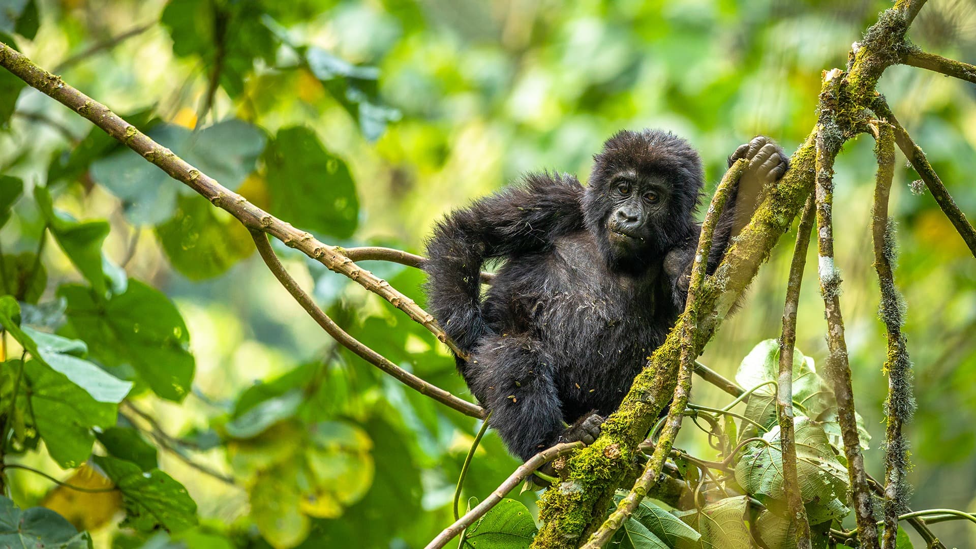 A gorilla infant in Bwindi, Uganda