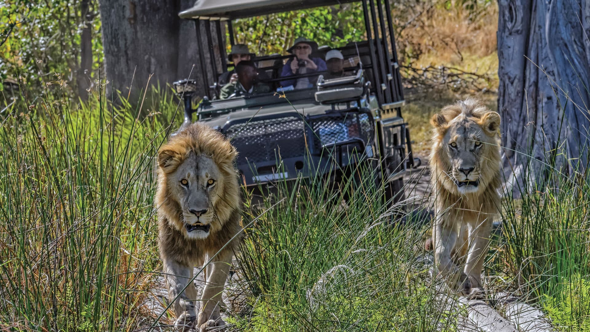 Two male lions seen on a game drive in Botswana