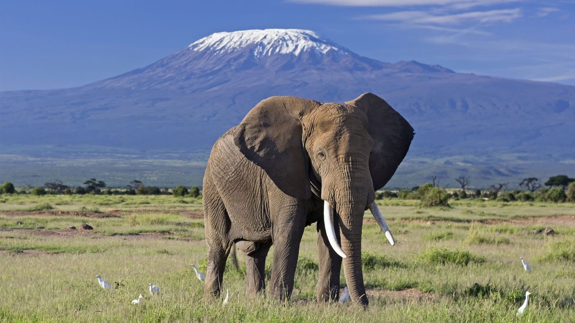 Elephant bull in front of Kilimanjaro, seen from Amboseli National Park
