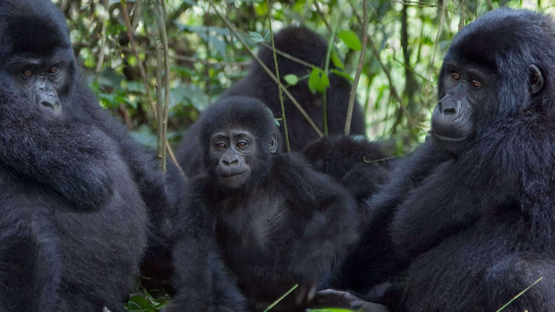 A mountain gorilla in Bwindi Impenetrable Forest, Uganda