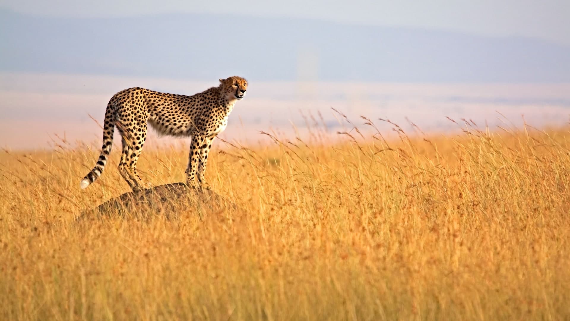 Cheetah on a termite mound in the Masai Mara