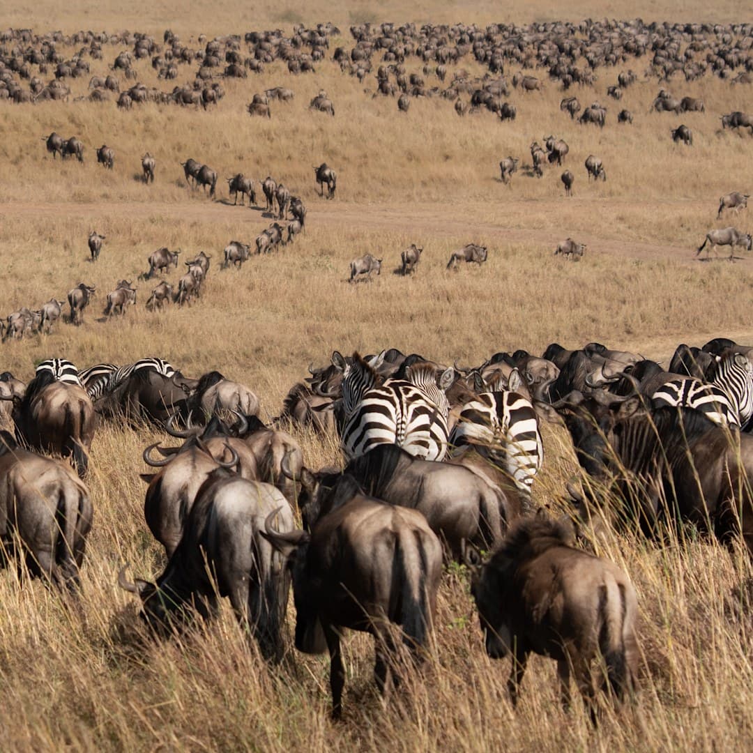 The Great Migration in the Masai Mara