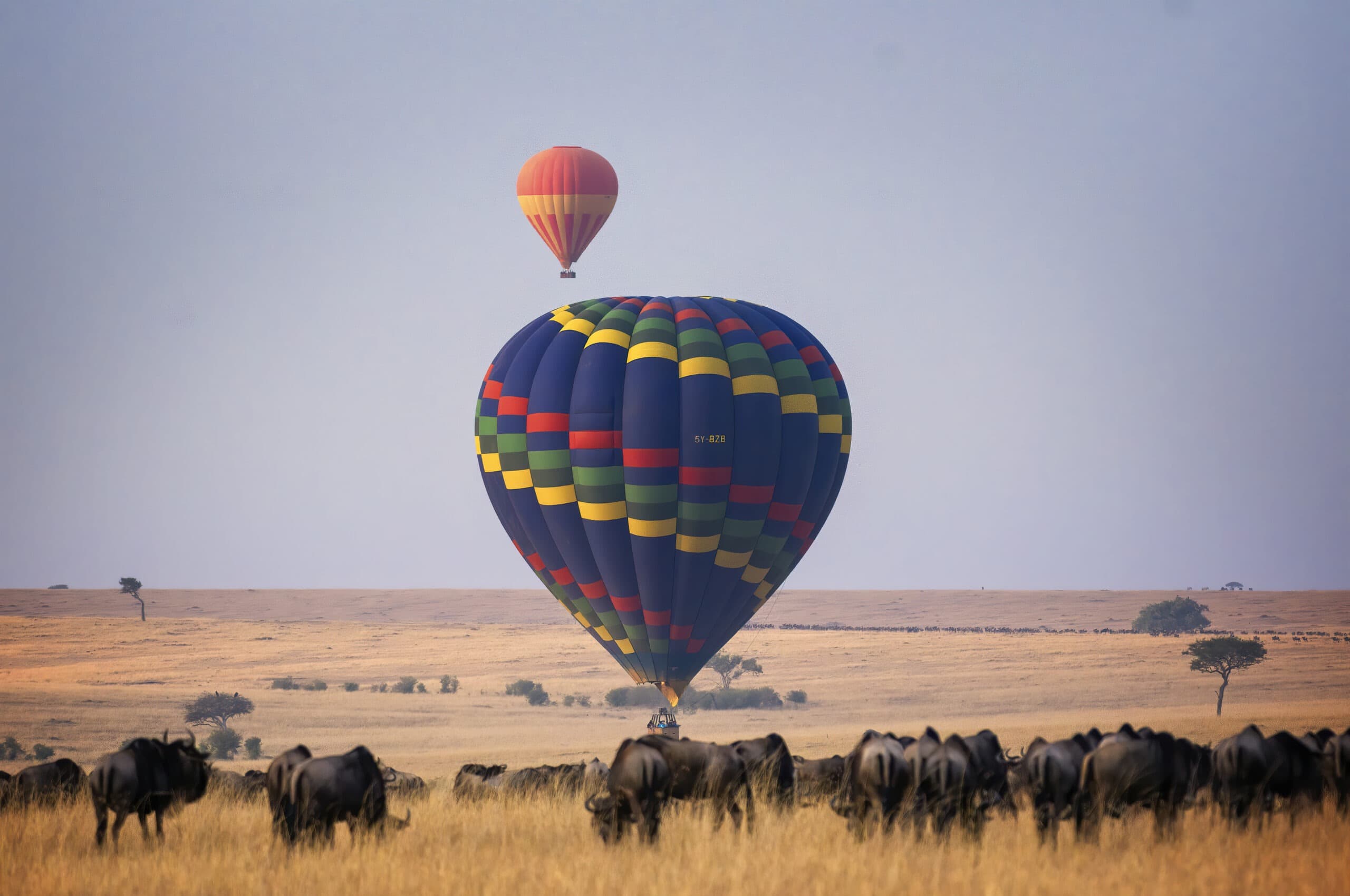 A hot air balloon over wildebeest, Masai Mara