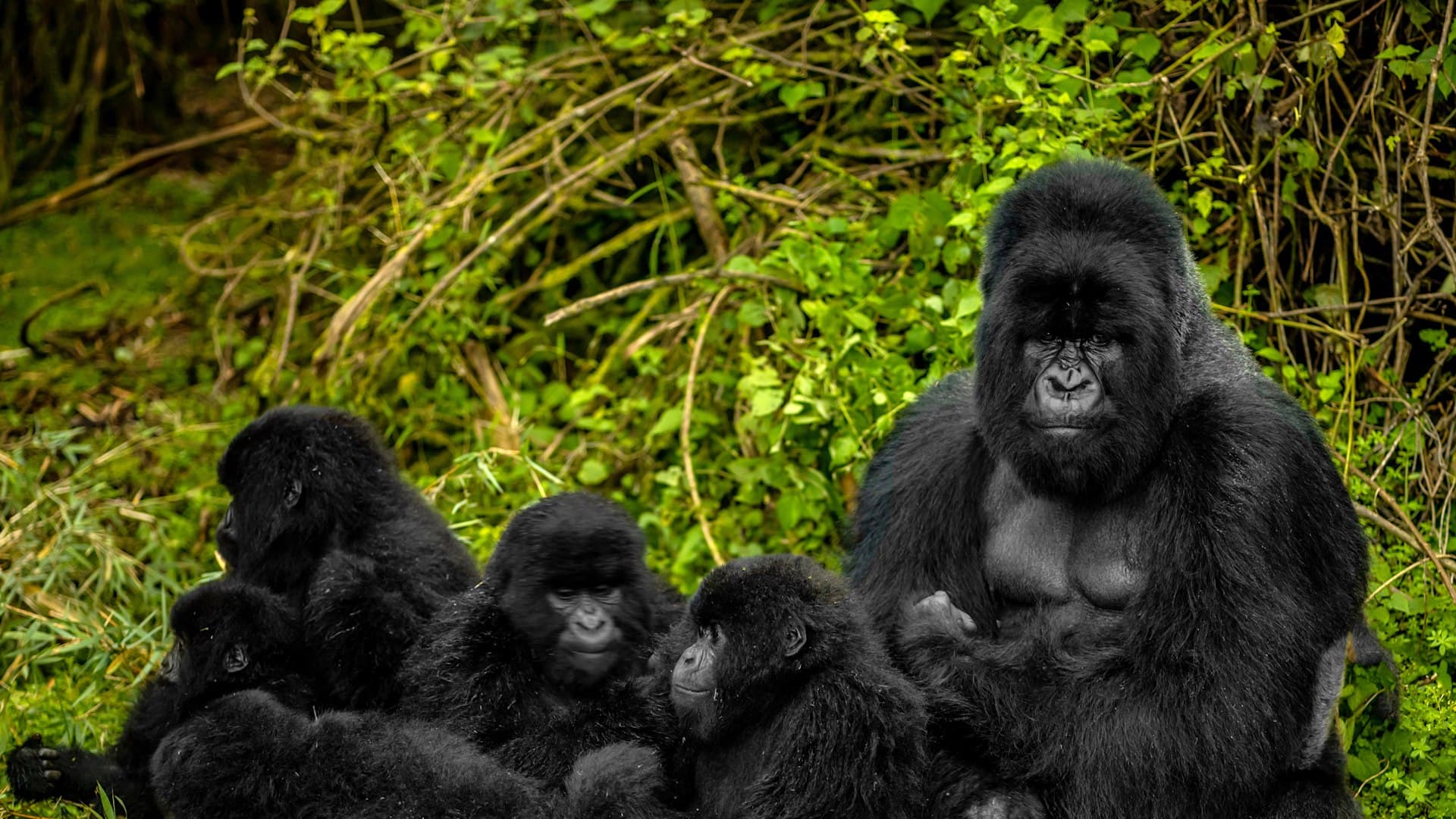 Gorilla with young, Volcanoes National Park