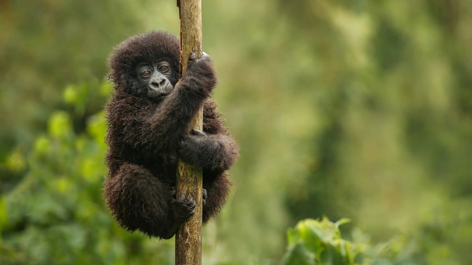 A wild mountain gorilla in Volcanoes National Park, Rwanda
