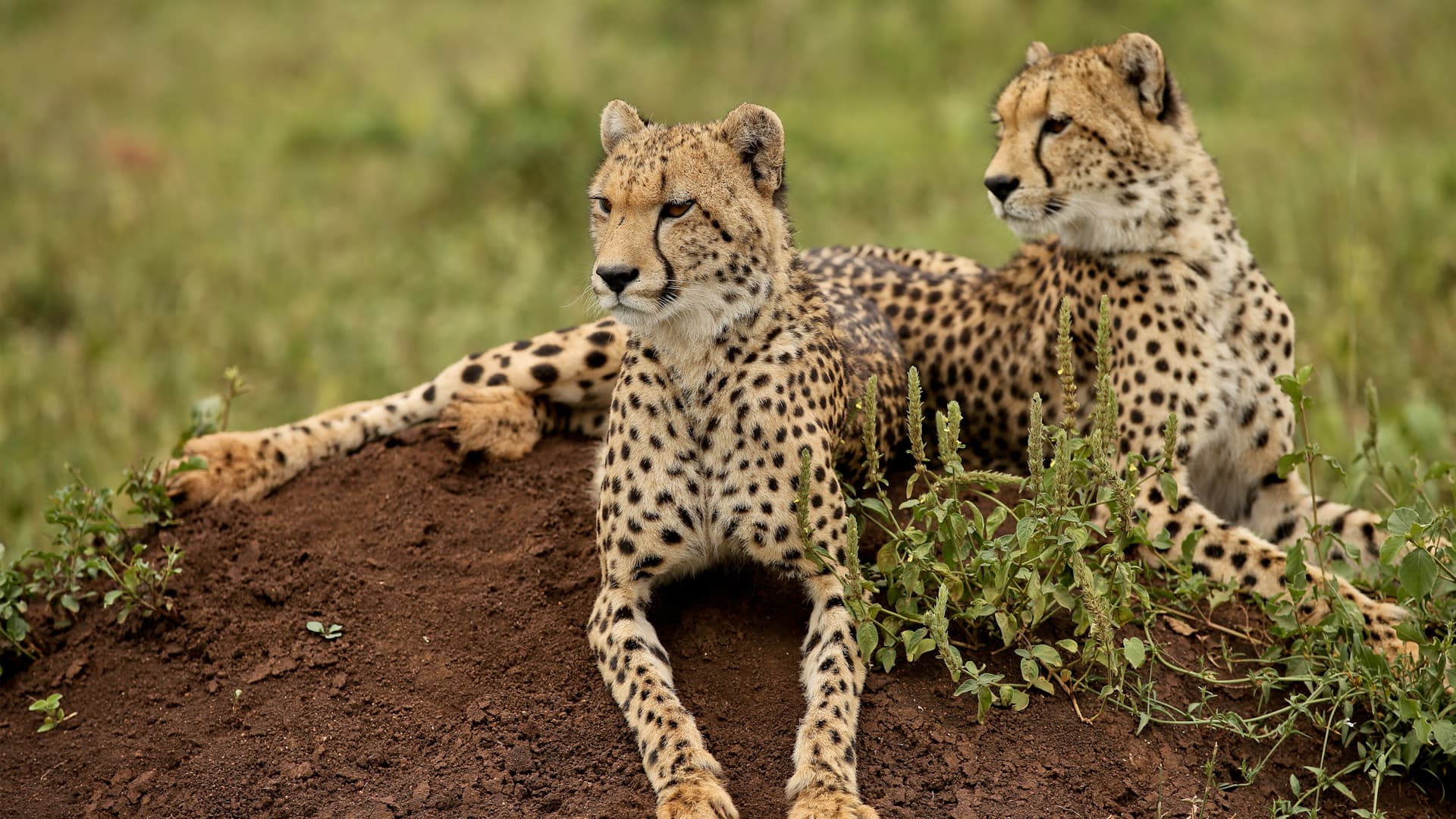 Cheetahs in Kafue National Park, Zambia