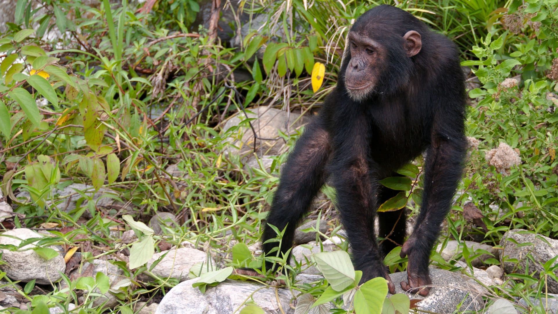 Chimpanzee in Mahale