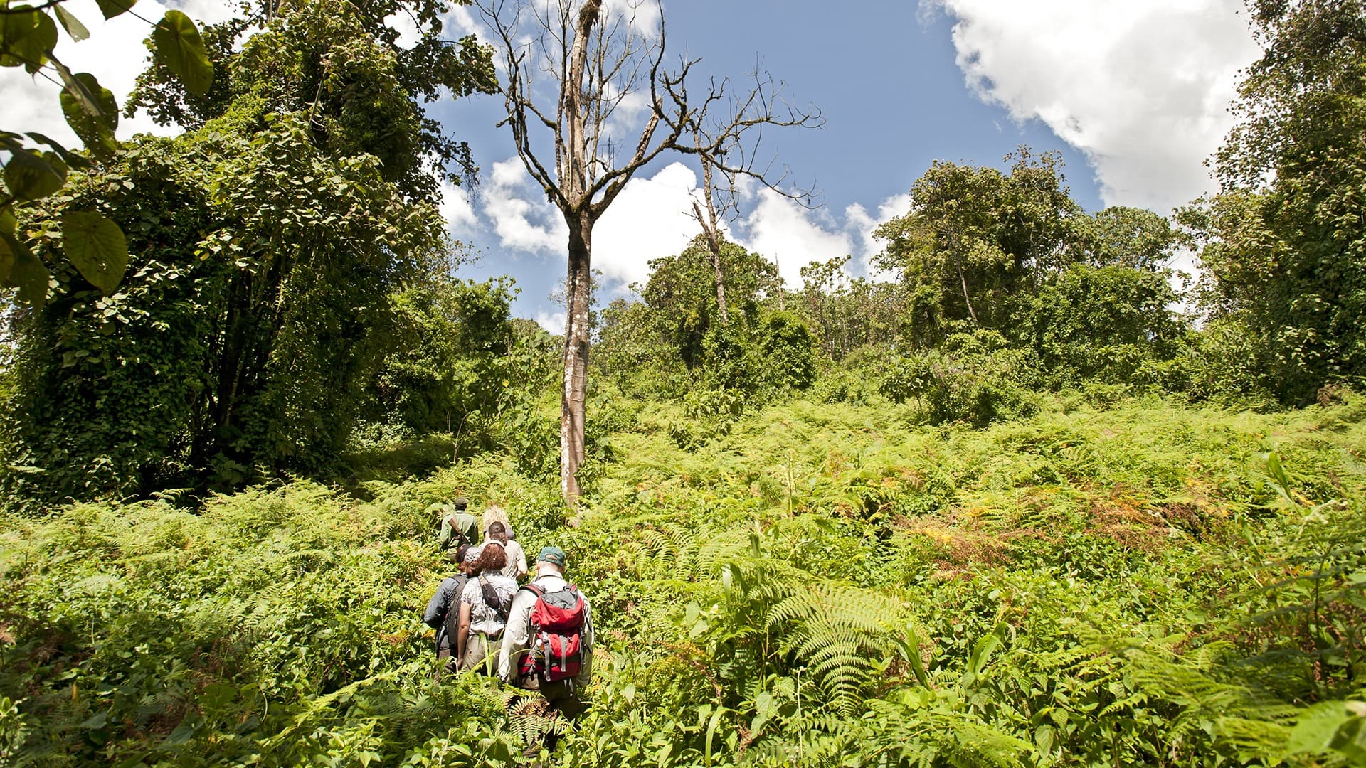 Gorilla trekking, Rwanda