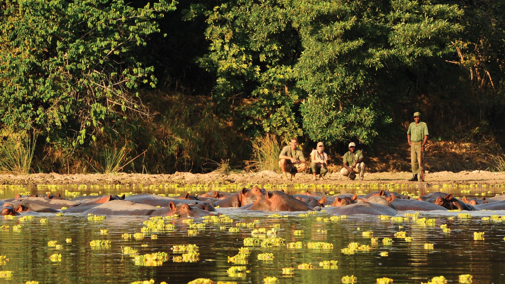 Guests on a walking safari in Zambia, watching hippo