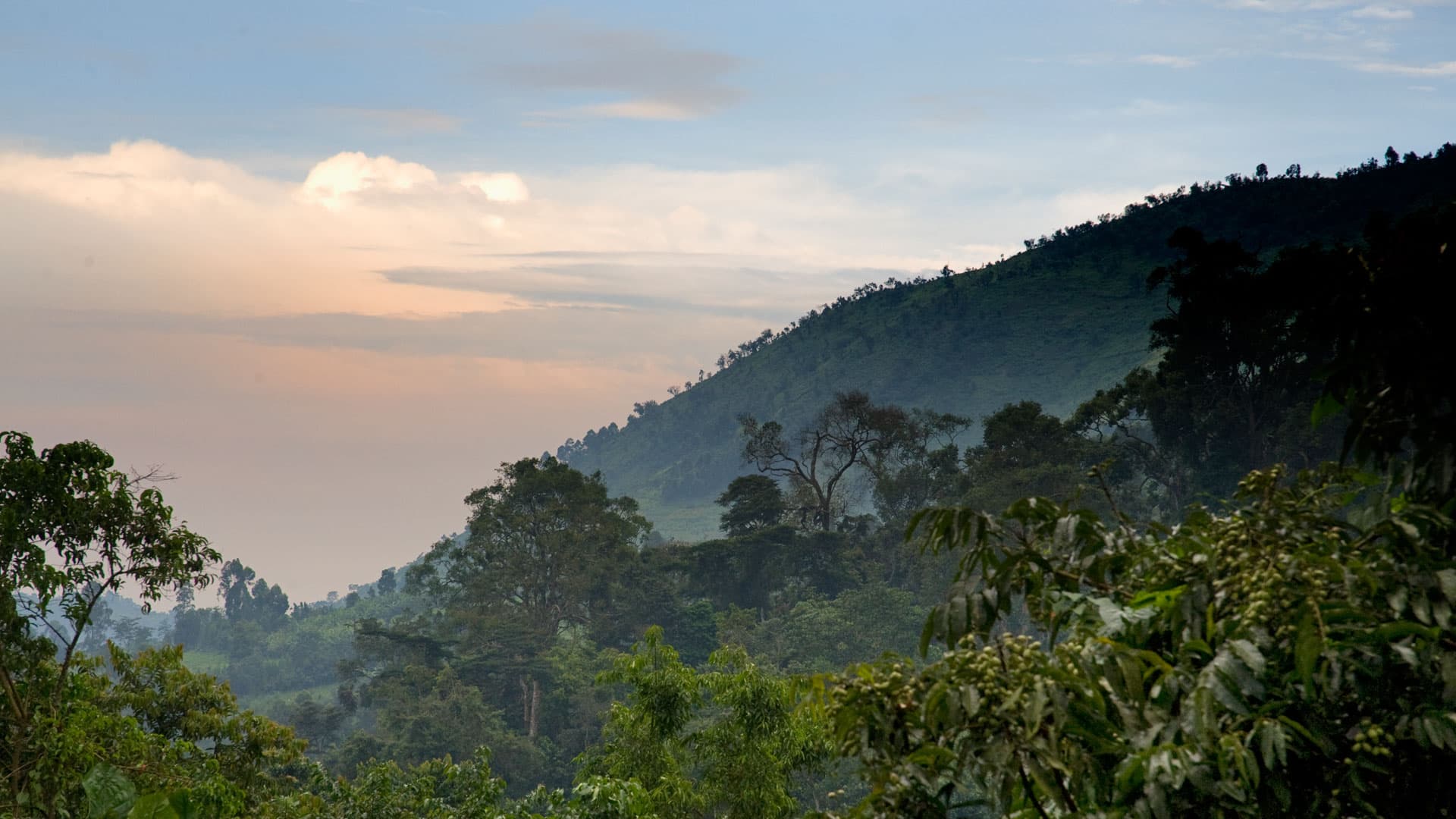 Forest walking in Bwindi Impenetrable Forest, Uganda
