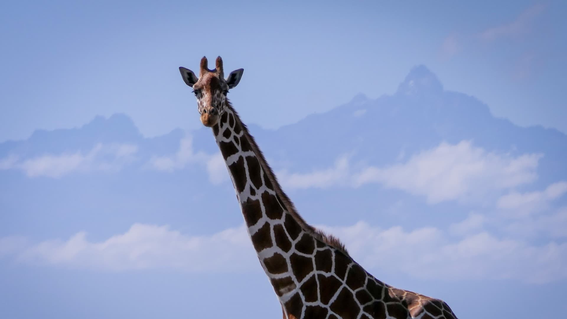 Reticulated giraffe in Suyian Conservancy, Laikipia