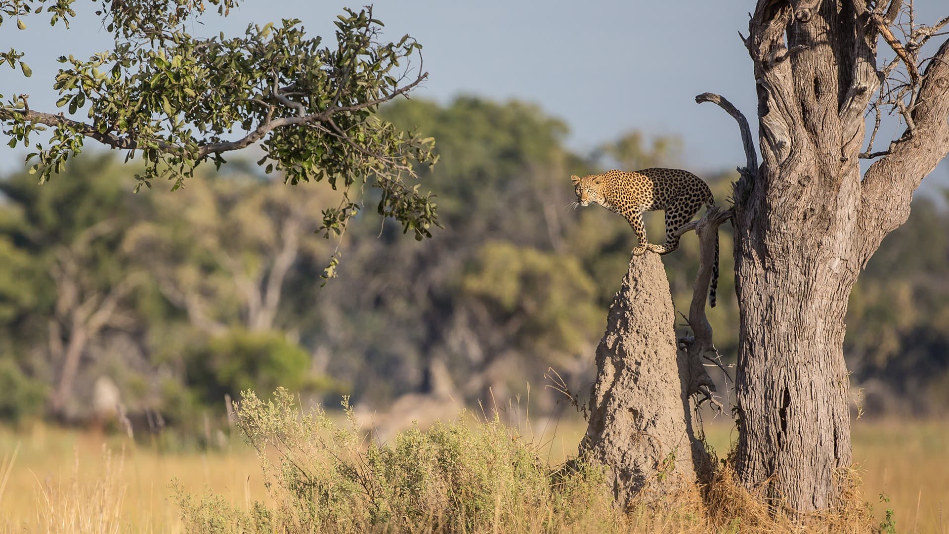 A leopard in Botswana