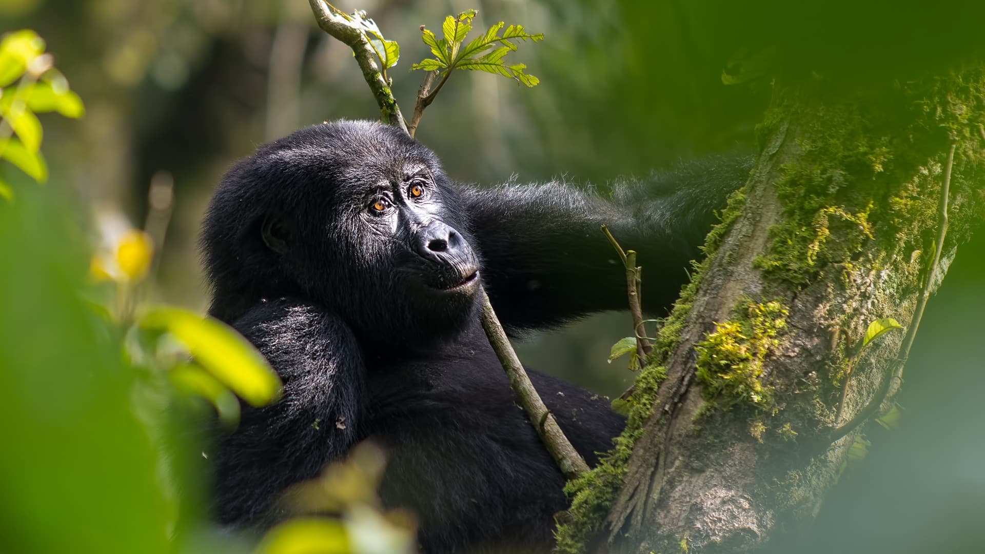 A young gorilla in Bwindi, Uganda