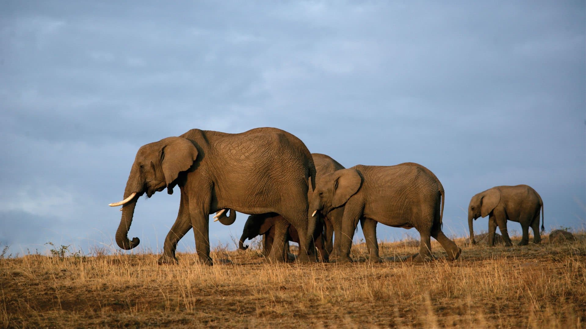 Elephant herd in Tsavo