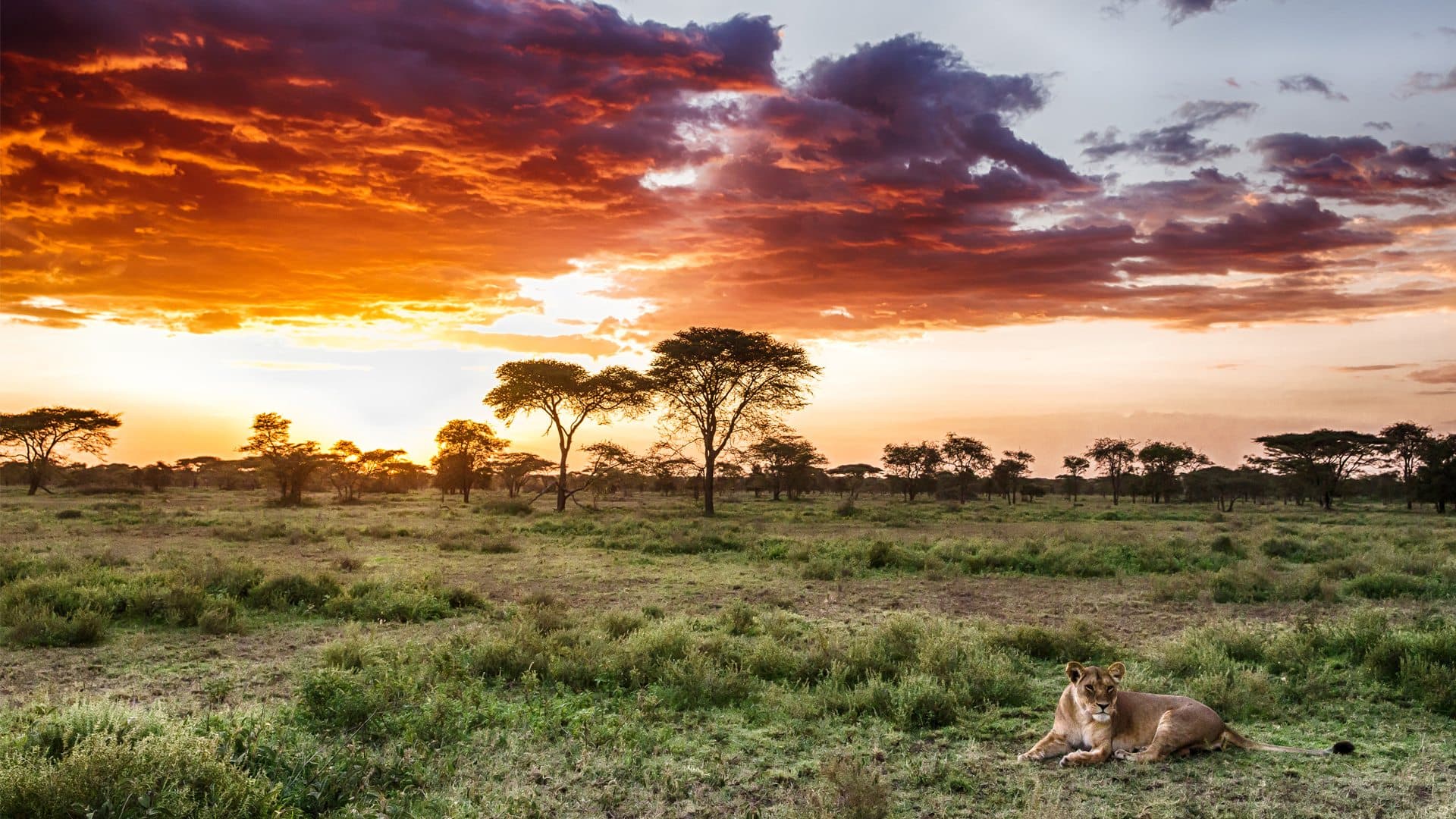 A lion in the grass, Serengeti