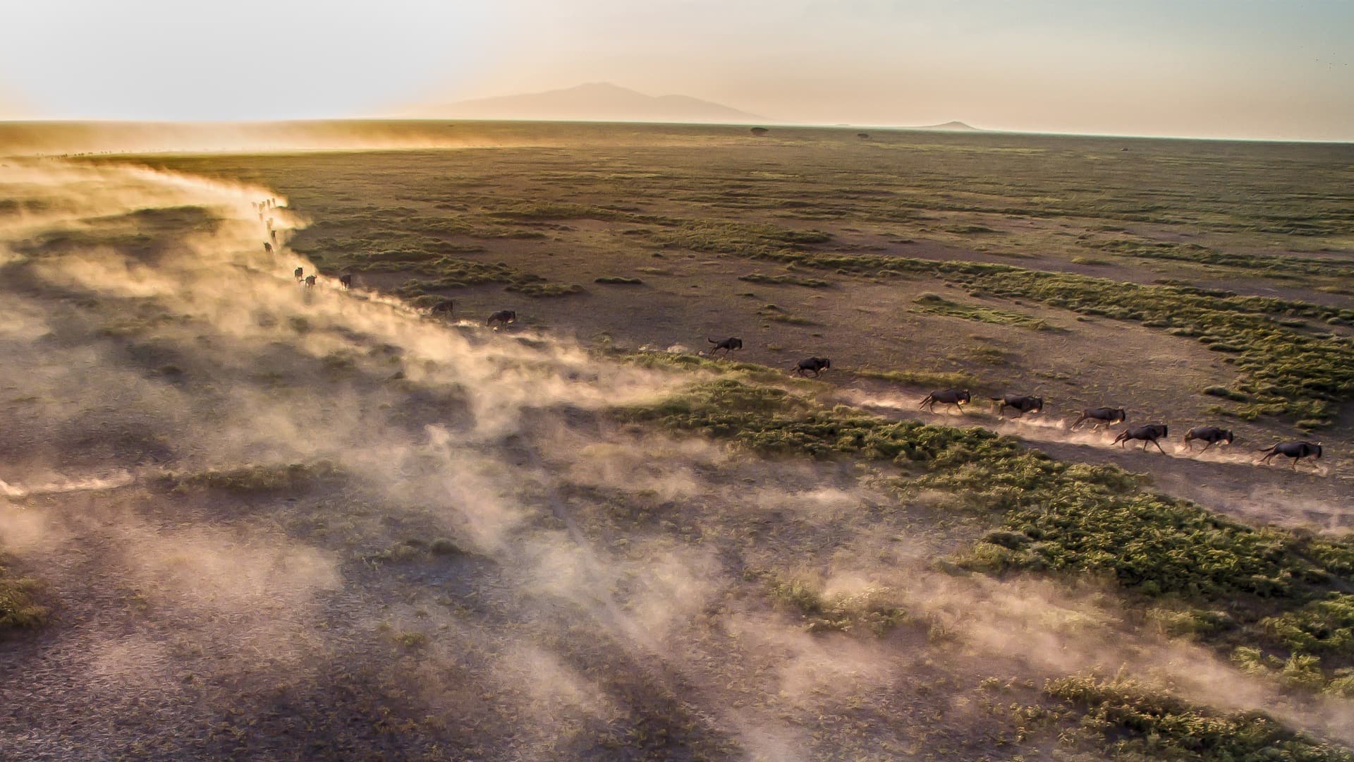 Wildebeest in single file across the Serengeti, Tanzania